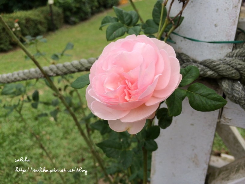 20250524-dl5cd