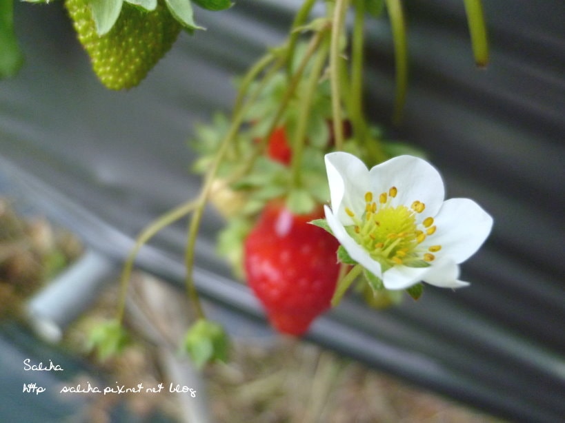 20250524-hd18x