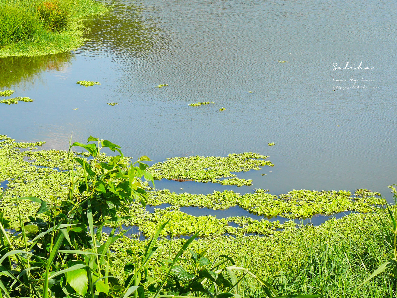 台北昆陽站景點新庄仔埤賞鳥平台 (6)