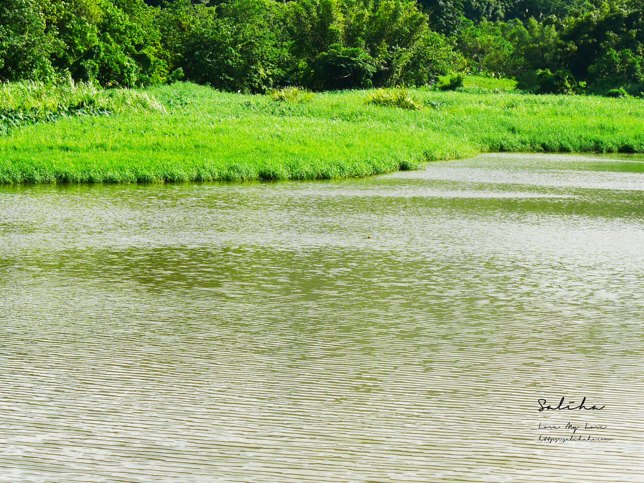 台北昆陽站景點新庄仔埤賞鳥平台 (8)