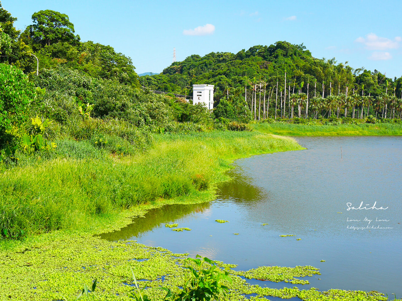 台北昆陽站景點新庄仔埤賞鳥平台台北濕地景觀步道 (2)